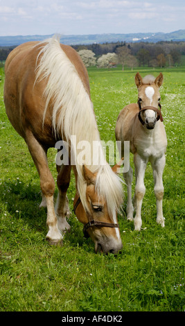 11 Tage alten Haflinger-Fohlen mit Mutter Auf der Weide Stockfoto