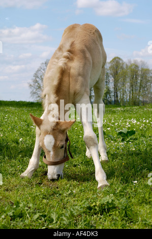 11 Tage alten Haflinger-Fohlen bei Weiden Stockfoto