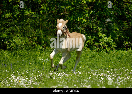 11 Tage alt Haflinger Fohlen Rennt Auf der Weide Stockfoto