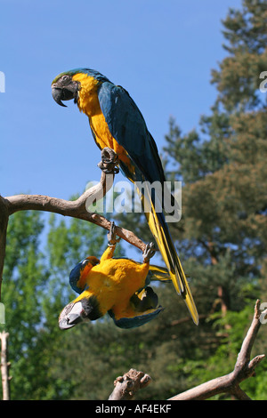 Blau-gelbe Ara Stockfoto