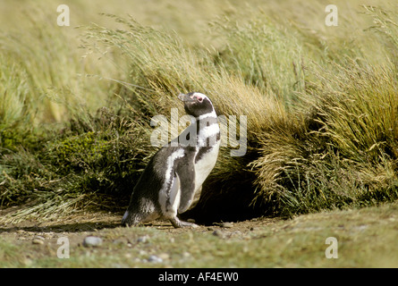 Magellan-Pinguin (Spheniscus Magellanicus) vor seiner Höhle, in der Nähe von Punta Arenas, Patagonien, Chile Stockfoto