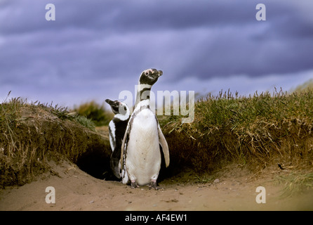 Magellan-Pinguine (Spheniscus Magellanicus) vor ihrer Höhle, in der Nähe von Punta Arenas, Patagonien, Chile Stockfoto