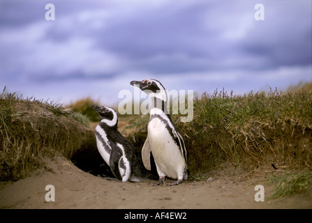 Magellan-Pinguine (Spheniscus Magellanicus) vor ihrer Höhle, in der Nähe von Punta Arenas, Patagonien, Chile Stockfoto