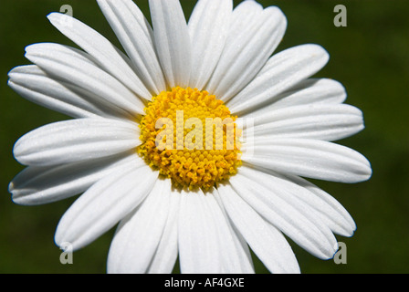 Chrysanthemen-Blüte-detail Stockfoto