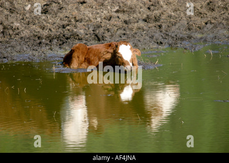 Nehmen ein kühles Bad an einem heißen Tag; Kühe trinken an einem Teich Stockfoto