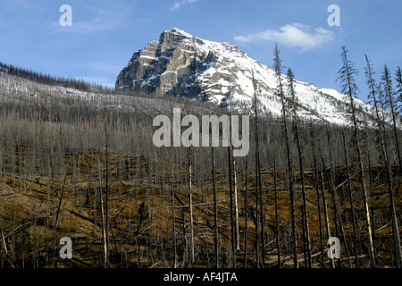 LANDSCHAFT; Wald-Feuer-Reste Stockfoto