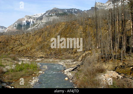 LANDSCHAFT; Wald-Feuer-Reste Stockfoto