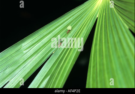 Zwei Blattschneiderameisen zu Fuß auf einem Palmwedel tragen Abschnitte Blatt Teile im Regenwald von Ecuador nördlichen Oriente Stockfoto