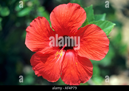 Typische große lokale rote Hibiskus mit gelben Staubfäden Karibik hautnah Stockfoto