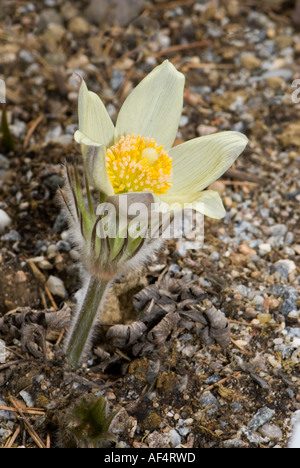 weiße gelbe Anemone Occidentalis Pulsatilla Vulgaris ALBA Butterblume Polygala URAL Pulsatilla rote Uhr Stockfoto