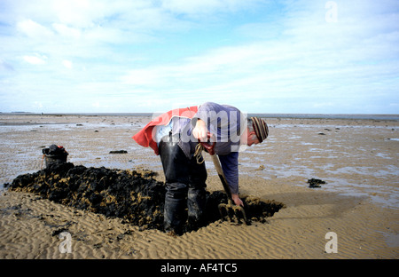 Köder Graben nach Wattwürmern North Norfolk UK Stockfoto