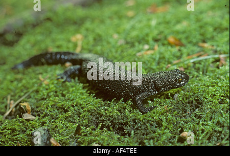 Great Crested Newt männlichen terrestrisch im winter Stockfoto