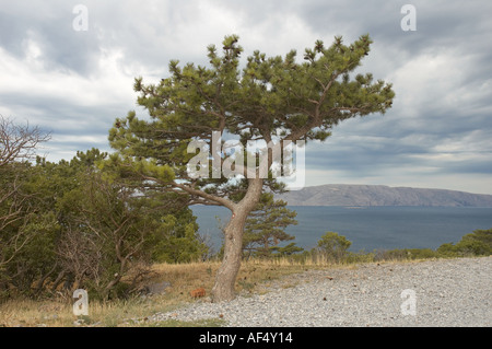 Kiefer und Blick von Burg Nehaj in Senj Dalmatien Kroatien Stockfoto