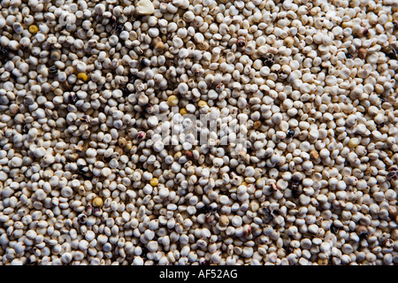 Nigeria-Lagos-Bohnen zum Verkauf Stockfoto