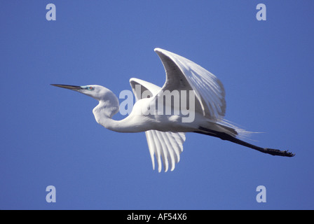 Niedrigen Winkel Blick auf einen Reiher fliegen in den Himmel Stockfoto