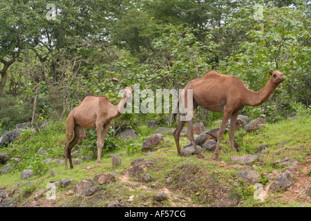 Kamele im Nebel während Kharif oder Sommermonsun Salalah südlichen Oman Stockfoto