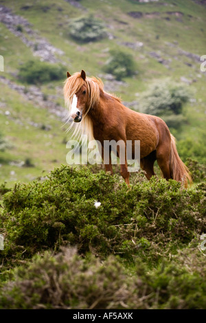 Welsh Mountain Pony in das Tal der Ewyas Brecon Beacons Nationalpark Powys Wales Stockfoto