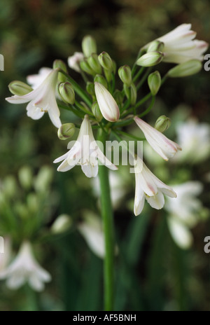Agapanthus weiße Zwerg Hybriden Nahaufnahme von Dolde weißer Blüten. Stockfoto