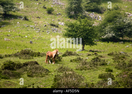 Welsh Mountain Pony in das Tal der Ewyas Brecon Beacons Nationalpark Powys Wales Stockfoto