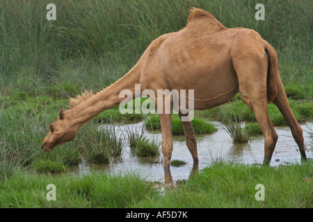 Kamel stehend im Wasser Fütterung während Kharif oder Sommermonsun Salalah südlichen Oman Stockfoto