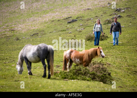 Wanderer und Welsh Mountain Ponys in das Tal der Ewyas Brecon Beacons Nationalpark Powys Wales Stockfoto