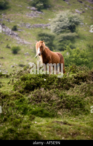 Welsh Mountain Pony in das Tal der Ewyas Brecon Beacons Nationalpark Powys Wales Stockfoto