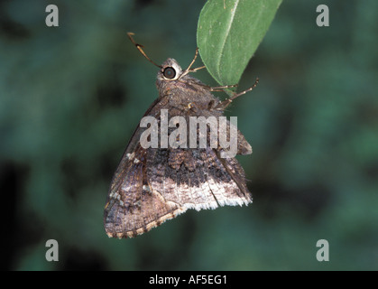 Wüste Cloudywing Achalarus Casica Harshaw Canyon Patagonia ARIZONA 1 August Hesperiidae Stockfoto