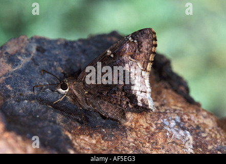 Wüste Cloudywing Achalarus Casica Harshaw Canyon Patagonia ARIZONA 1 August Hesperiidae Stockfoto