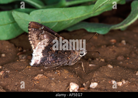 Wüste Cloudywing Achalarus Casica Harshaw Canyon Patagonia ARIZONA 1 August Hesperiidae Pyrginae Stockfoto