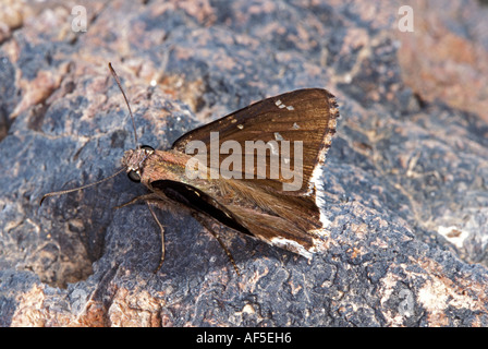 Wüste Cloudywing Achalarus Casica Harshaw Canyon Patagonia ARIZONA 1 August Hesperiidae Pyrginae Stockfoto