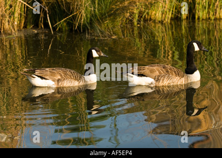 zwei 2 Enten schwimmen im Teich sonnig Stockfoto