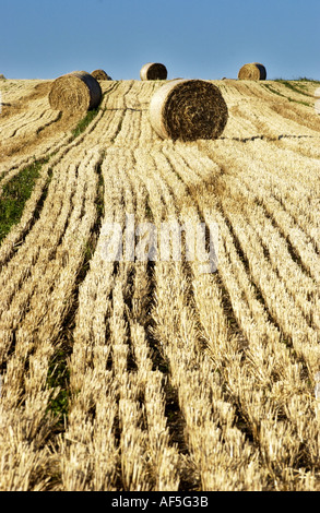 Heuballen punktieren der South Downs in Sussex an einem warmen und sonnigen Sommernachmittag Stockfoto