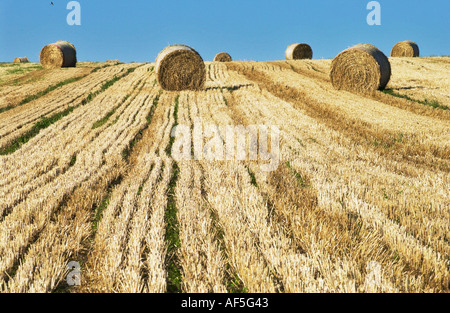 Heuballen punktieren der South Downs in Sussex an einem warmen und sonnigen Sommernachmittag Stockfoto