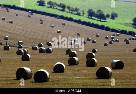 Heuballen punktieren der South Downs in Sussex an einem warmen und sonnigen Sommernachmittag Stockfoto