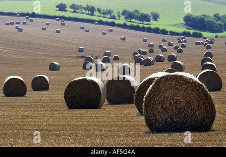 Heuballen punktieren der South Downs in Sussex an einem warmen und sonnigen Sommernachmittag Stockfoto
