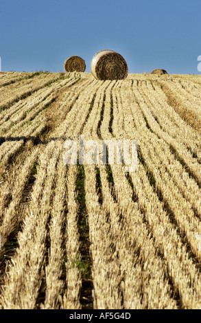 Heuballen punktieren der South Downs in Sussex an einem warmen und sonnigen Sommernachmittag Stockfoto