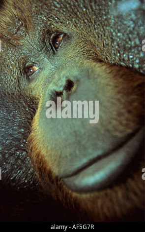 Niederlande-Amsterdam-Orang-Utang im Zoo Artis genannt Stockfoto