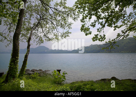 Bäume, die überhängenden Rand des See Tazawa Tazawako Präfektur Akita ruhig Wasser Bergen Stockfoto