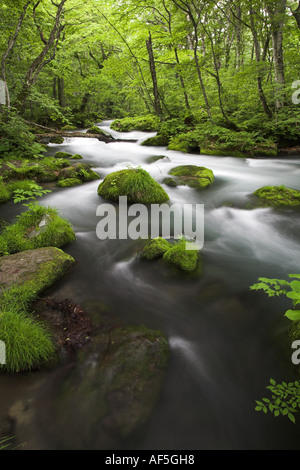 Oirase Schlucht See Towada Towadako Aomori Sommer lange Exposition Fluss wirbelnden Wald grün schön Stockfoto