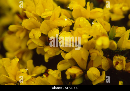 Nahaufnahme eines gemeinsamen Ginster gelbe Blüten mit Wassertropfen Tau Stockfoto