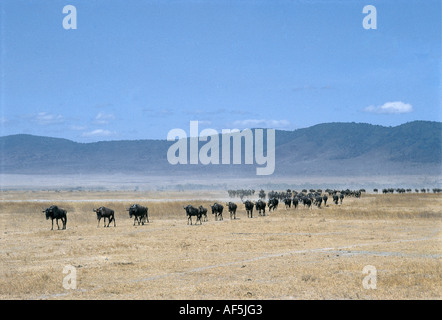 Eine lange Reihe von Gnus wandern über den trockenen Boden des Ngorongoro Krater Tansania Ostafrika Stockfoto