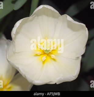 Weiße Tulpe Stockfoto