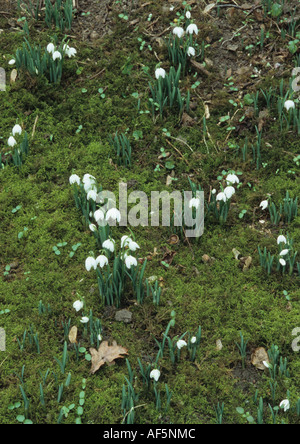 Schneeglöckchen (Galanthus Nivalis) in Suffolk Uk Stockfoto