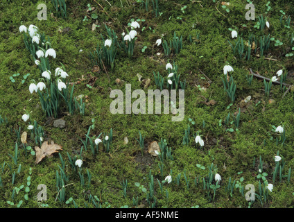 Schneeglöckchen (Galanthus Nivalis) in Suffolk Uk Stockfoto