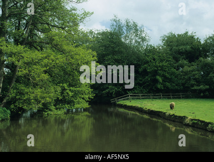 Schafe von Fluss in Suffolk Uk Stockfoto