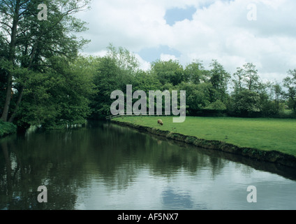 Schafe von Fluss in Suffolk Uk Stockfoto