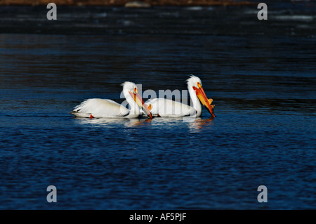 Amerikanische weiße Pelikane Stockfoto