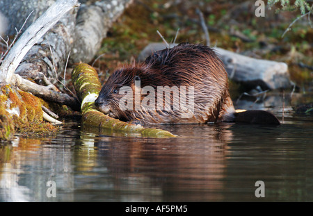 Ein Biber Fütterung Stockfoto