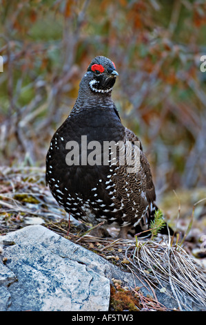 Fichte-Moorhuhn-Porträt Stockfoto