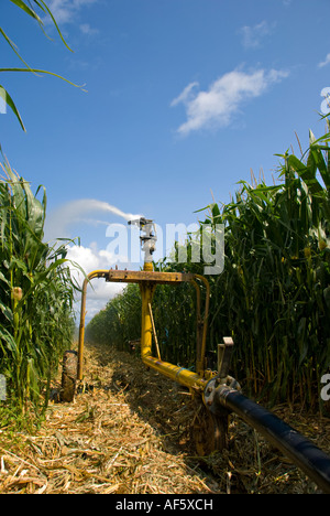 Bewässerung von Mais Feld in der Charente, Frankreich Stockfoto